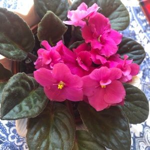 Meet your Posher, Mary